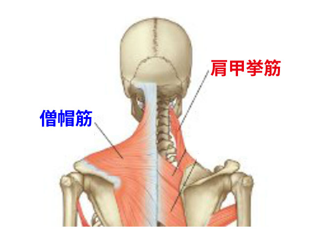 解剖図-僧帽筋と肩甲挙筋